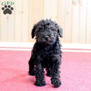 Georgia, Mini Schnoodle Puppy