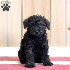 Georgia, Mini Schnoodle Puppy