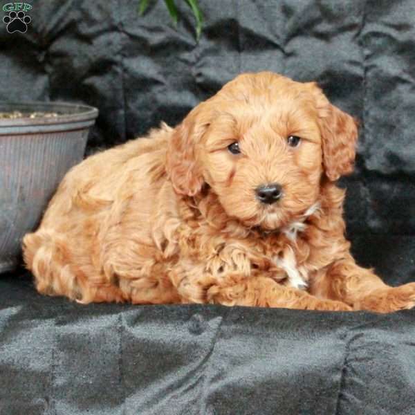 Gibby, Mini Goldendoodle Puppy