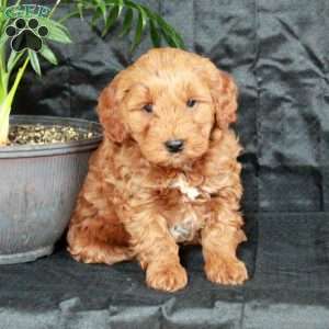 Gibby, Mini Goldendoodle Puppy