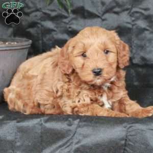 Gibby, Mini Goldendoodle Puppy