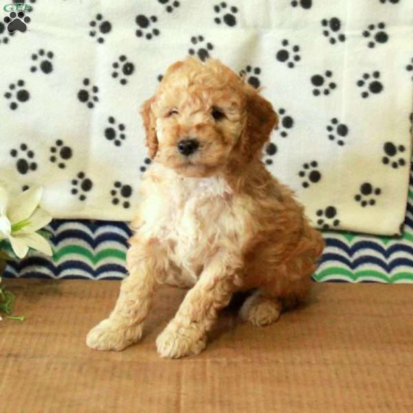 Gibson, Mini Goldendoodle Puppy