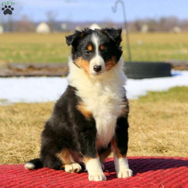 Gigi, Sheltie Puppy