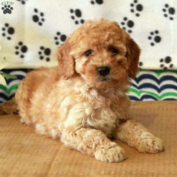 Gilbert, Mini Goldendoodle Puppy