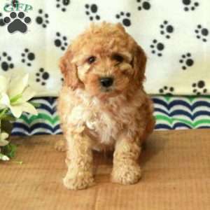 Gilbert, Mini Goldendoodle Puppy