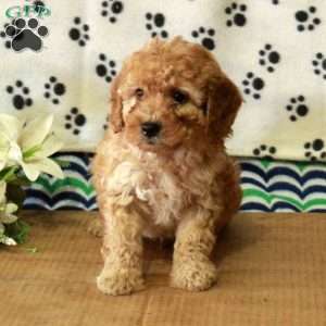 Gilbert, Mini Goldendoodle Puppy