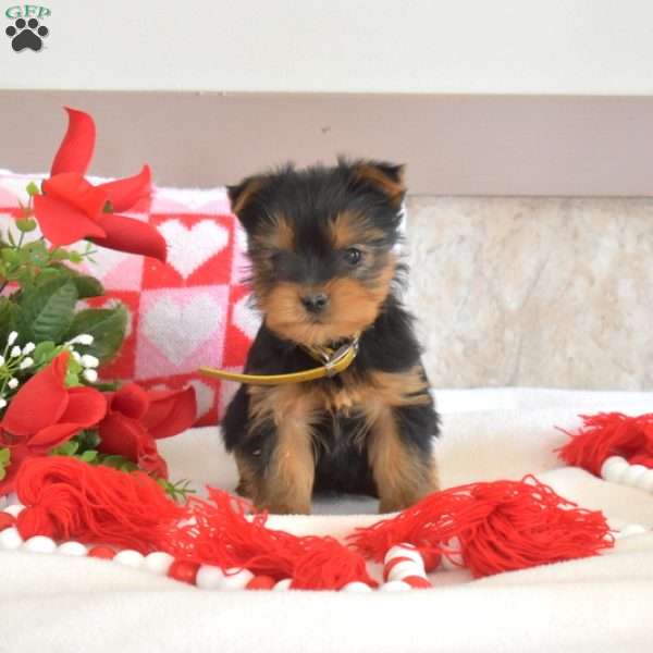 Gilligan, Yorkie Puppy