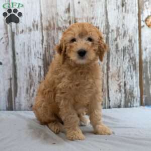 Gilmore, Mini Goldendoodle Puppy