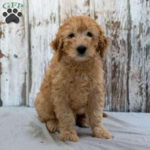 Gilmore, Mini Goldendoodle Puppy