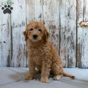 Gilmore, Mini Goldendoodle Puppy