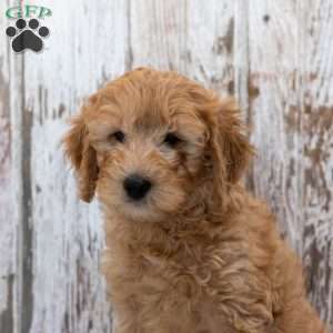 Gilmore, Mini Goldendoodle Puppy