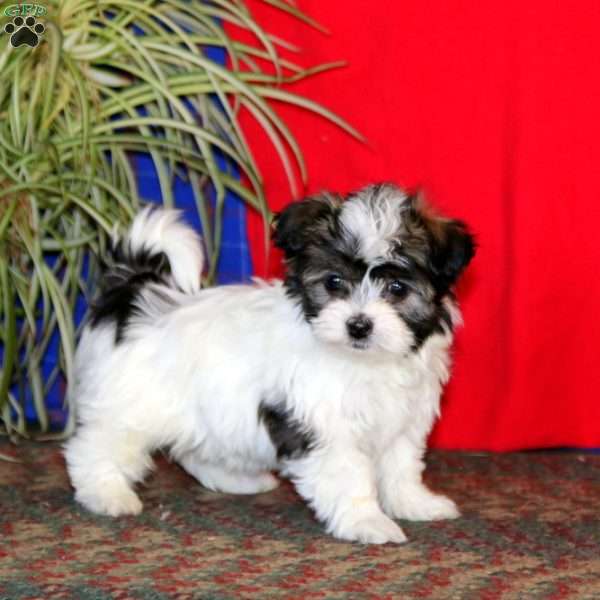 Gina, Havanese Puppy