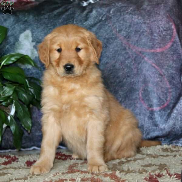 Gina, Golden Retriever Puppy