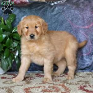 Gina, Golden Retriever Puppy