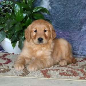 Gina, Golden Retriever Puppy