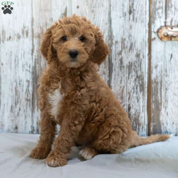 Gina, Mini Goldendoodle Puppy