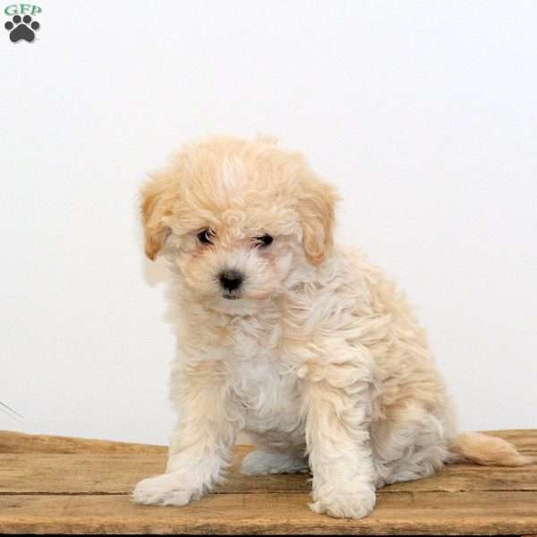 Ginger, Maltipoo Puppy