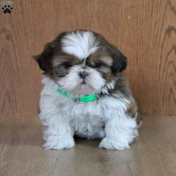 Ginger, Shih Tzu Puppy