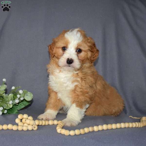 Ginger, Mini Bernedoodle Puppy