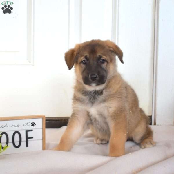 Ginger, German Shepherd Puppy