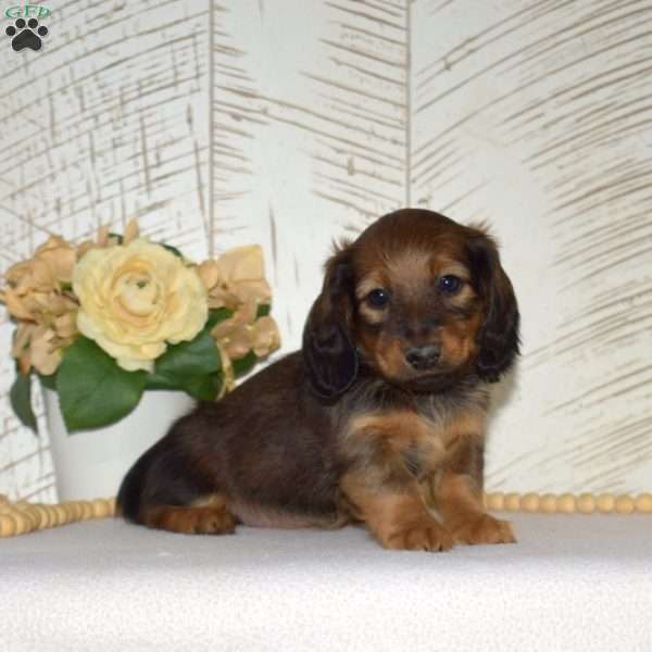 Ginger-Mini, Dachshund Puppy