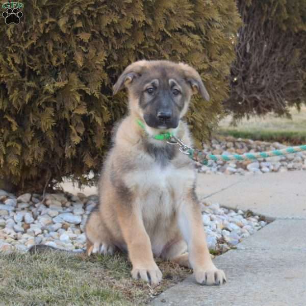 Ginger, German Shepherd Puppy