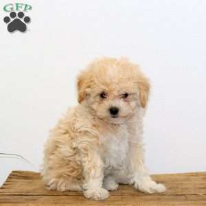 Ginger, Maltipoo Puppy