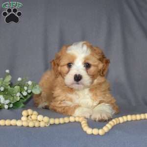 Ginger, Mini Bernedoodle Puppy