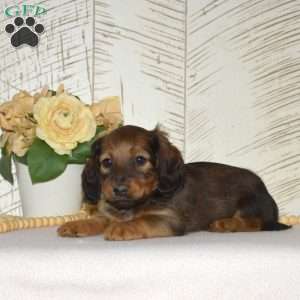 Ginger-Mini, Dachshund Puppy