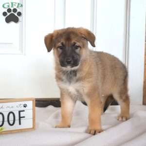 Ginger, German Shepherd Puppy