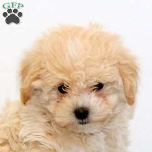 Ginger, Maltipoo Puppy