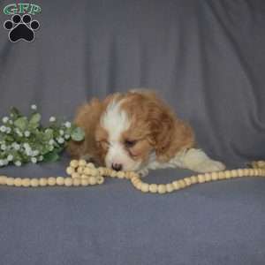 Ginger, Mini Bernedoodle Puppy