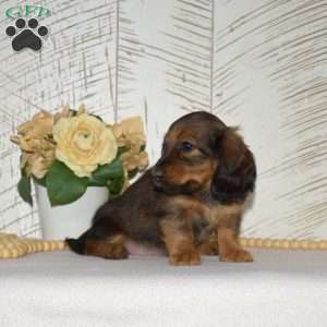 Ginger-Mini, Dachshund Puppy