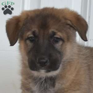 Ginger, German Shepherd Puppy