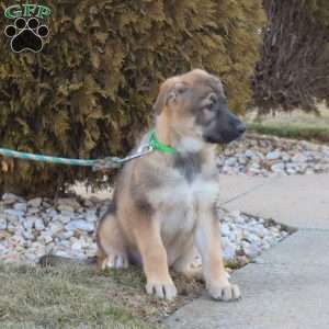 Ginger, German Shepherd Puppy