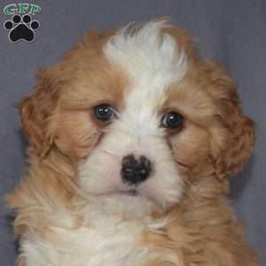 Ginger, Mini Bernedoodle Puppy