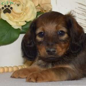 Ginger-Mini, Dachshund Puppy