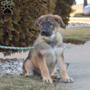 Ginger, German Shepherd Puppy