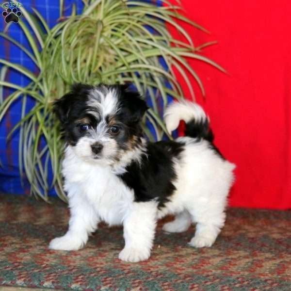 Ginger, Havanese Puppy