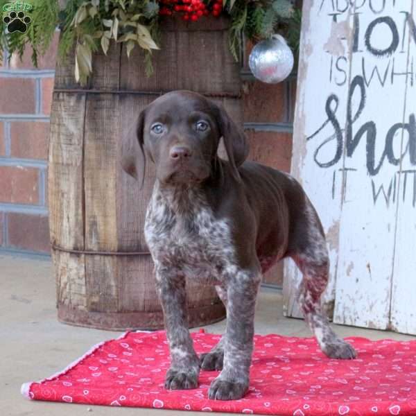 Ginny, German Shorthaired Pointer Puppy