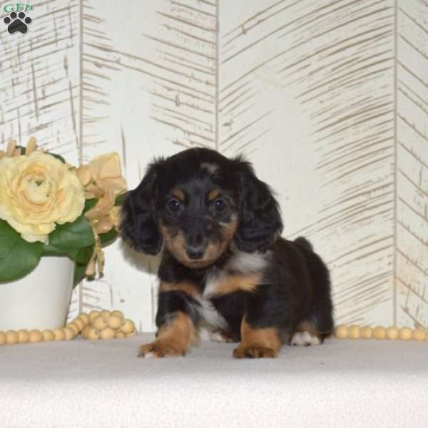 Gino-Mini, Dachshund Puppy