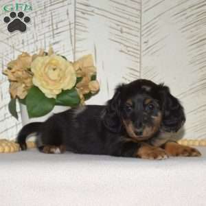 Gino-Mini, Dachshund Puppy