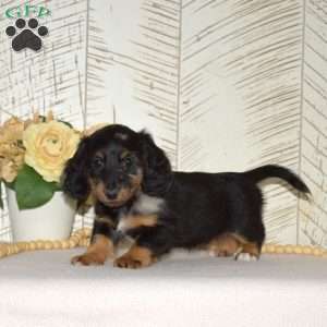 Gino-Mini, Dachshund Puppy