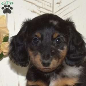 Gino-Mini, Dachshund Puppy