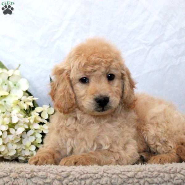 Gio, Mini Goldendoodle Puppy