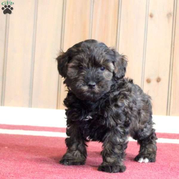 Gio, Mini Schnoodle Puppy