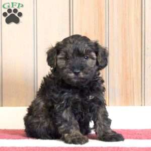 Gio, Mini Schnoodle Puppy