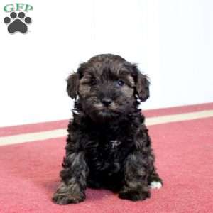 Gio, Mini Schnoodle Puppy