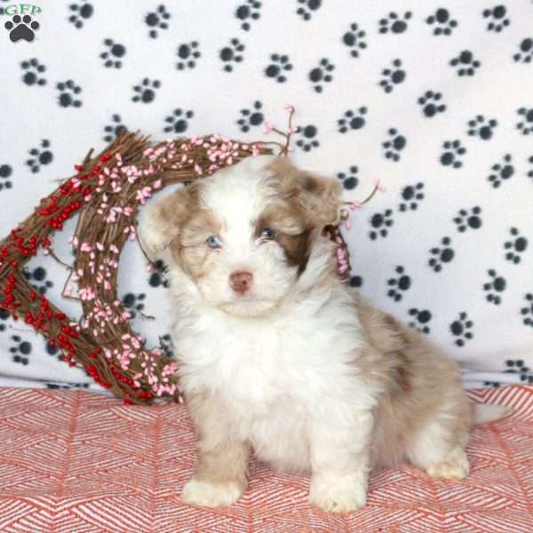 Gizmo, Mini Aussiedoodle Puppy