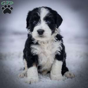 Glacier, Mini Bernedoodle Puppy